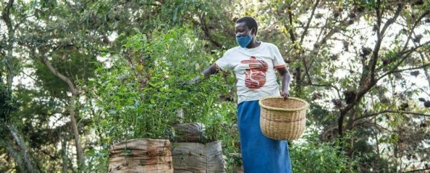 Les Africains en première ligne face à la crise de la biodiversité