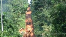 Deux sociétés forestières TTIB et CDG interdites de coupe de bois dans le Haut-Ntem