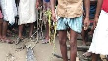 Inde : des villageois tombent sur un crocodile de 2 mètres et décident de le prendre en otage