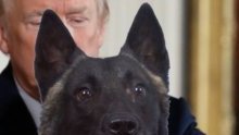 Un chien attendu à la Maison blanche pour être honoré par Donald Trump