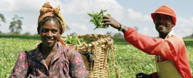 Les agriculteurs sont la force vive de nos systèmes alimentaires affirme l’ONU