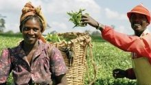 Les agriculteurs sont la force vive de nos systèmes alimentaires affirme l’ONU