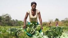 L’ONU plaide pour l’accès des femmes à l’égalité dans les systèmes agroalimentaires