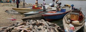 Le Gabon lève la suspension de pêche et de commercialisation de la carpe
