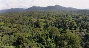 Conclusions de l’étude «&nbsp;Sensibilité thermique sur le long terme dans les forêts tropicales de la planète&nbsp;»