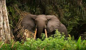 Le Gabon adppte une loi en faveur de la lutte contre les changements climatiques