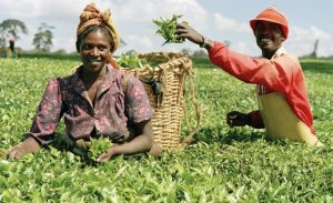 Les agriculteurs sont la force vive de nos systèmes alimentaires affirme l’ONU