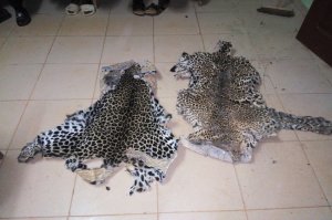 Oloumi&nbsp;: une Béninoise appréhendée en flagrant délit avec plusieurs peaux de panthère