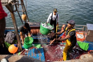 La FAO se félicite de l’intensification de la lutte contre la pêche illégale, non déclarée et non réglementée