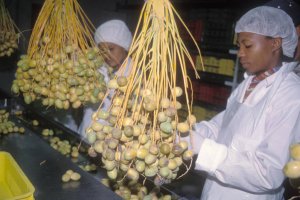 Les économies africaines menacées par la crise du Covid-19