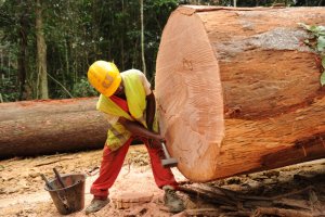 Gabon&nbsp;: Des performances économiques remarquables pour novembre 2023