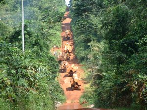 Deux sociétés forestières TTIB et CDG interdites de coupe de bois dans le Haut-Ntem
