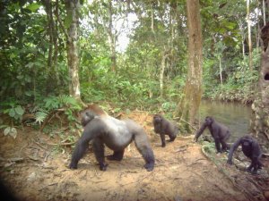 Le Gabon a désormais son algorithme pour assurer le suivi de sa faune
