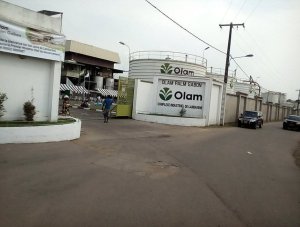 Olam Gabon se lance aussi dans la production de biocarburants&nbsp;! 